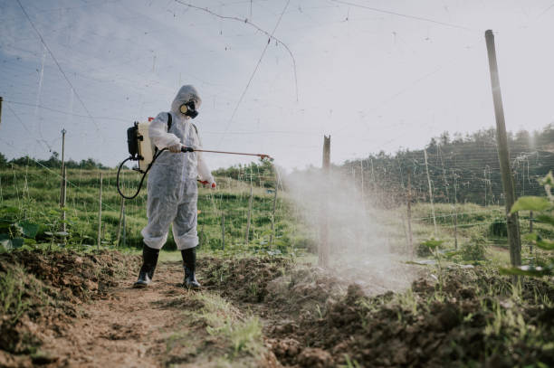 Best Mosquito Control Services  in Morristown, TN