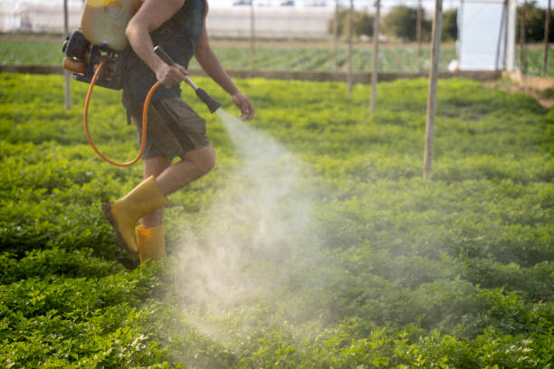 Best Exterminator Services  in Morristown, TN