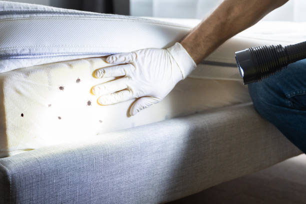 Best Pest Control Treatment  in Morristown, TN