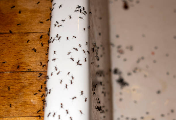 Best Wildlife Control Services  in Morristown, TN