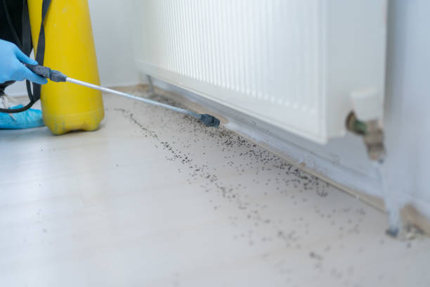 Best Bed Bug Extermination  in Morristown, TN